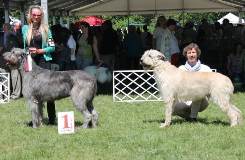 BUDAPEST 2013: 2° AT THE EURO SIGHTHOUND E 3° AT THE WORLD DOG SHOW IN CHAMPIONS CLASS